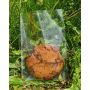 SACHET PLAT SUCETTE