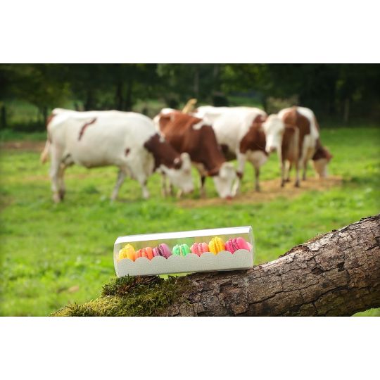 REGLETTES MACARONS FOND BLANC