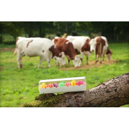 REGLETTES MACARONS FOND BLANC